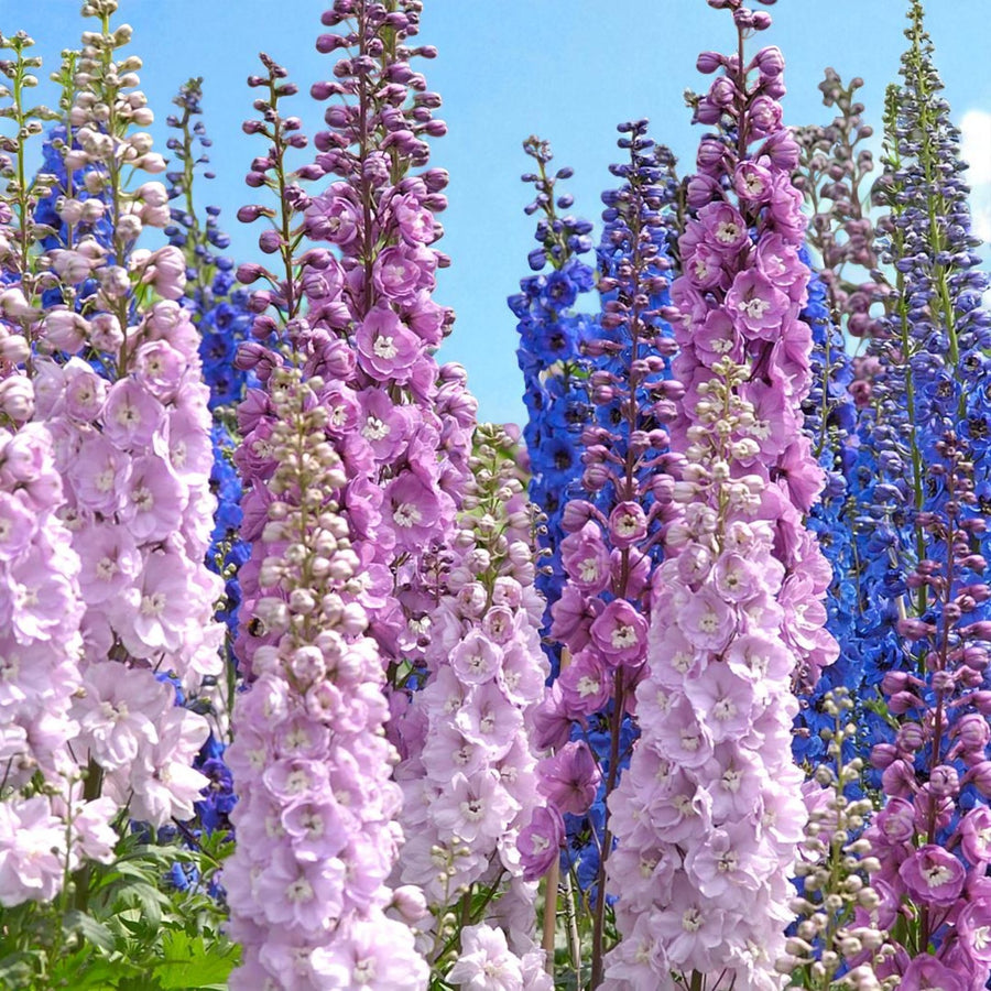 Delphinium Pacific Giant Mix Bare Root  1