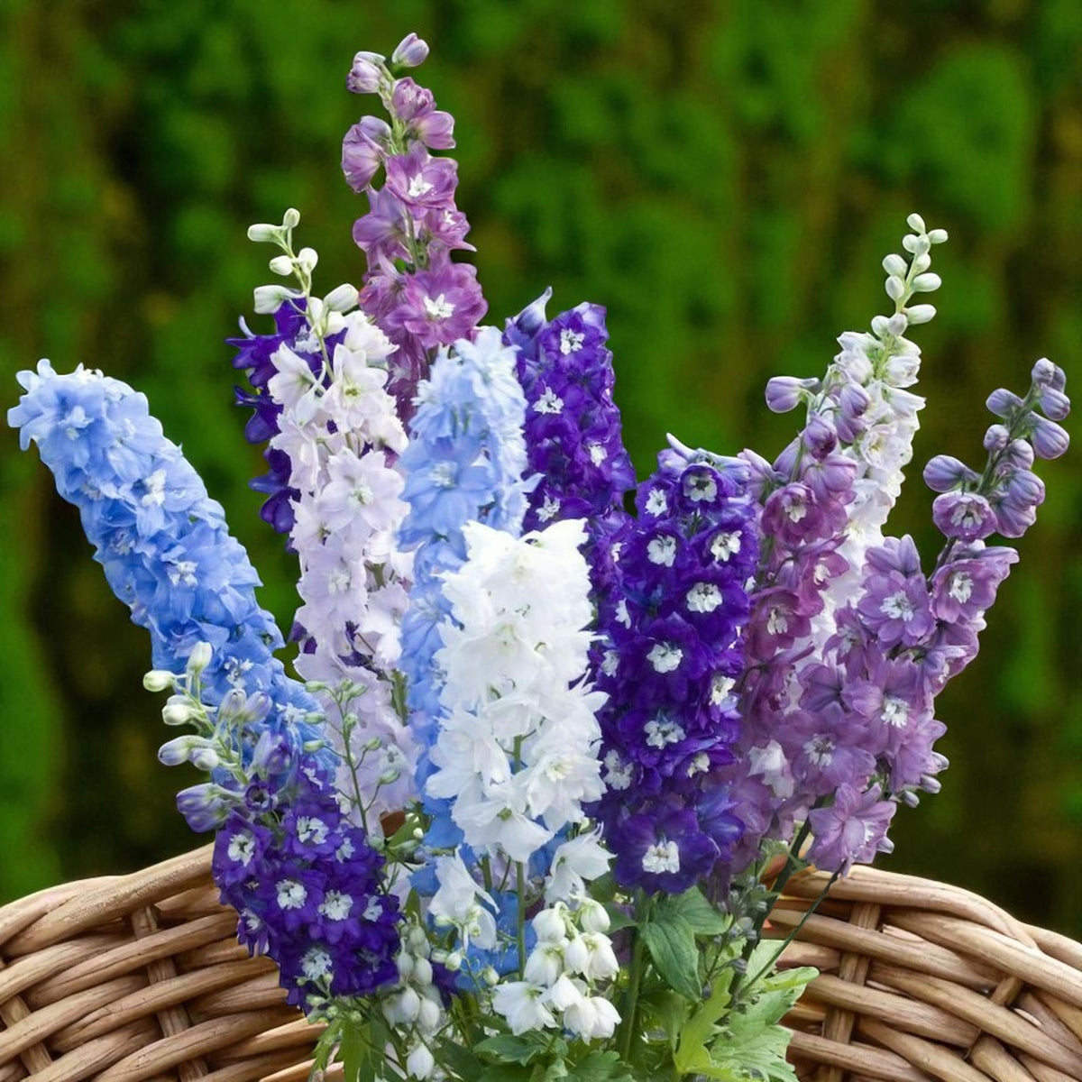 Delphinium Pacific Giant Mix Bare Root  4