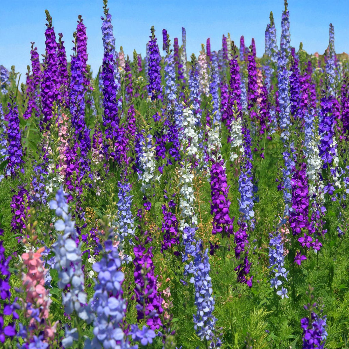 Delphinium Pacific Giant Mix Bare Root  3