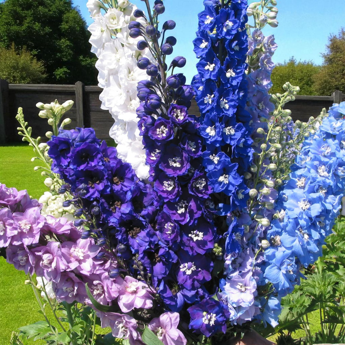 Delphinium Pacific Giant Mix Bare Root  2