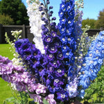 Delphinium Pacific Giant Mix Bare Root  2