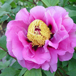 Tree Peony  5