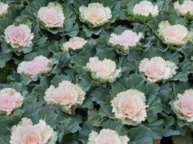 Ornamental Cabbage Plants White Pigeon DETA-3113 1