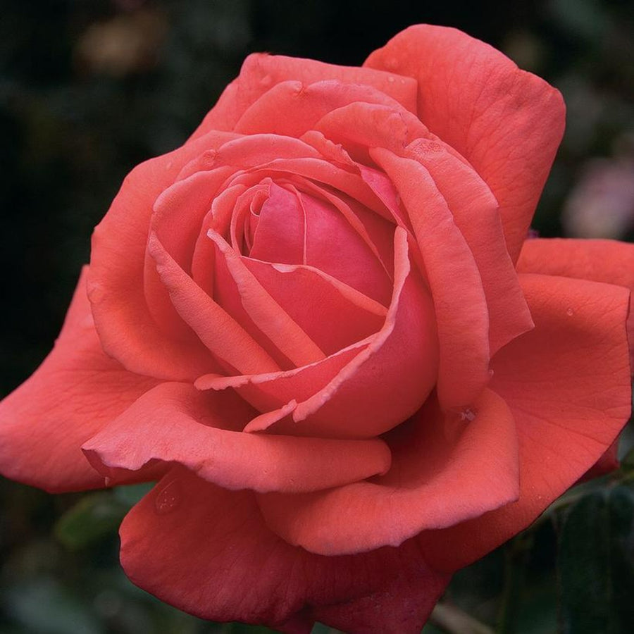 Rose Bush 'Fragrant Cloud' DETA-4016 3