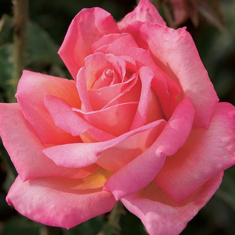 Rose Bush 'Chicago Peace' DETA-4498 2