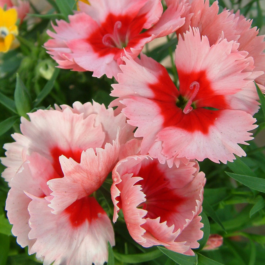 Dianthus Sweet William Bedding Plants Several Dianthus Strawberry Parfait flowers in bloom, with serrated pink petals and bright red centres set against green foliage. 1