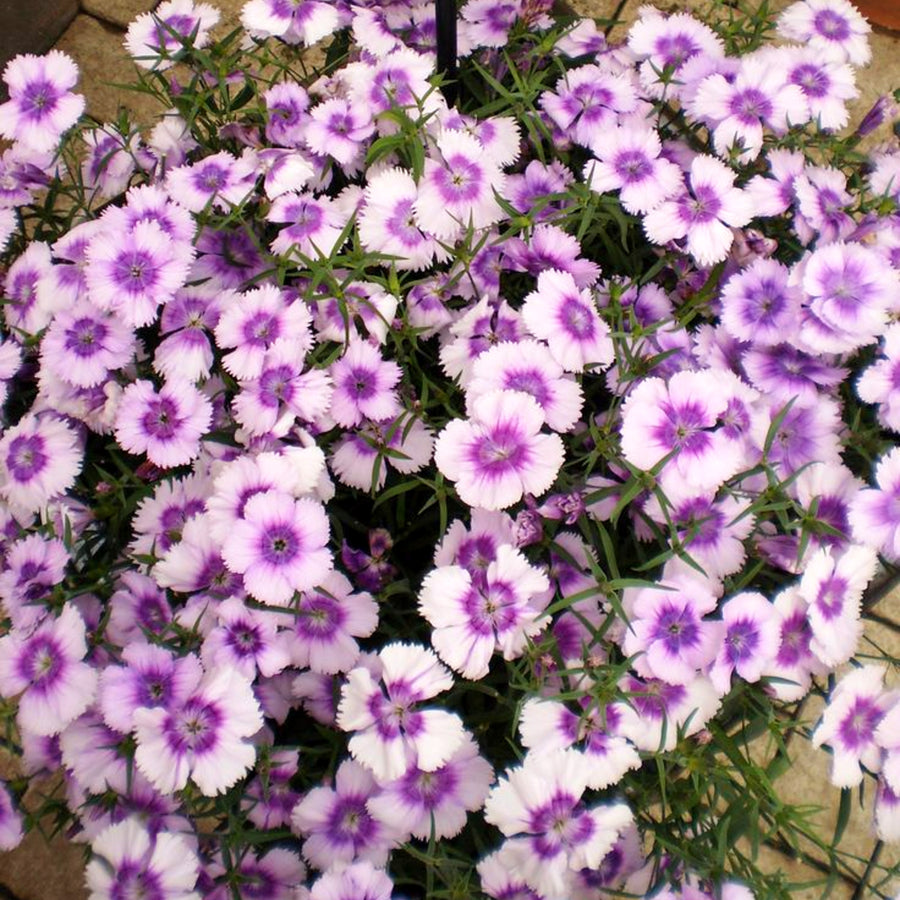 Dianthus Sweet William Bedding Plants Abundant display of 'Blueberry Magic' Sweet William Dianthus flowers in soft lilac shades, featuring distinct deep purple centres and fringed petal edges, surrounded by fine green foliage. 3