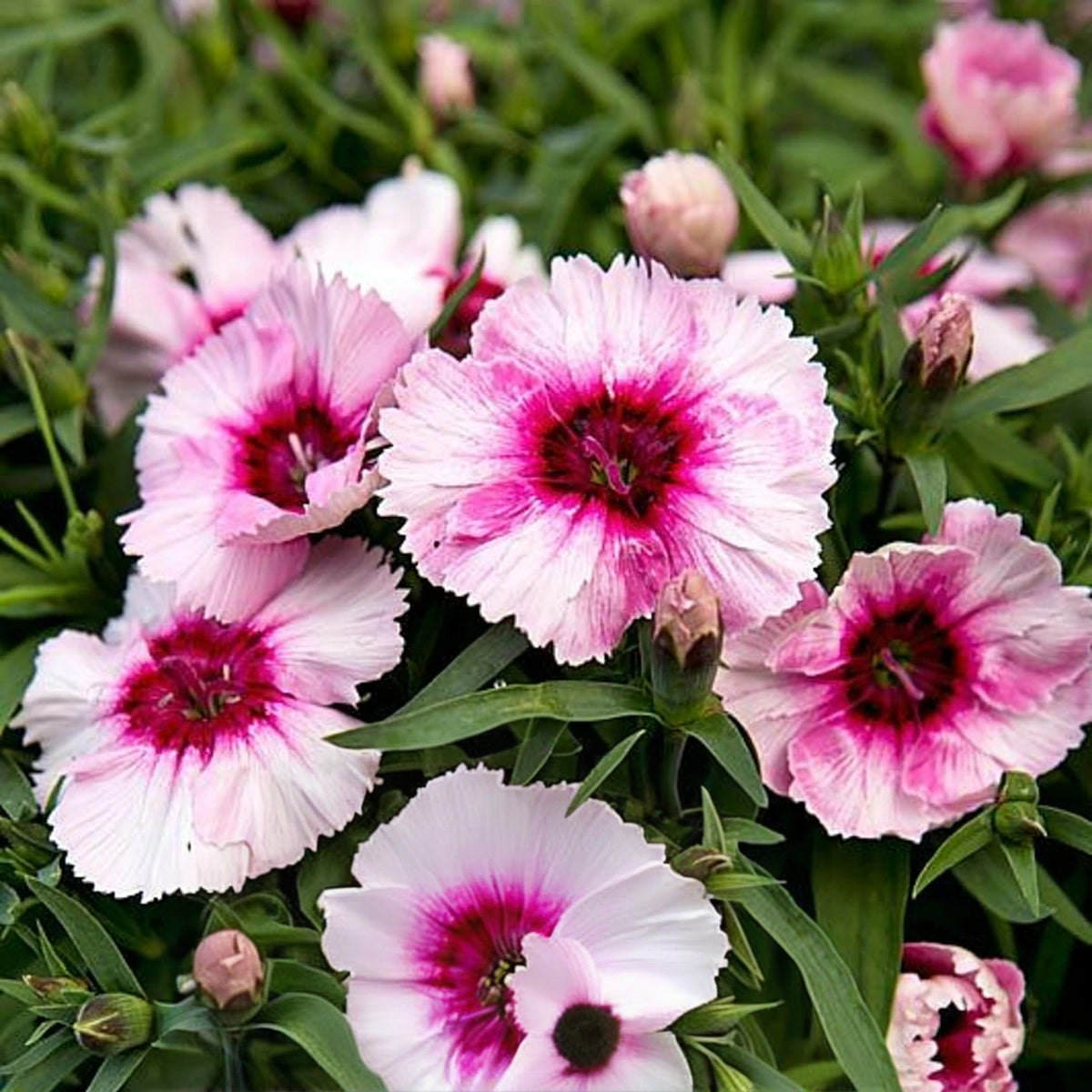 Dianthus Bedding Plants Close-up of Iceberry Magic Sweet William Dianthus flowers displaying soft pink petals with vivid magenta centres, surrounded by green lance-shaped foliage and emerging flower buds. 5