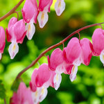 Bergenia, Alcea & Dicentra Bare Root Mix  4