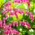 Prumela, Alchemilla & Dicentra Bare Root Mix  2