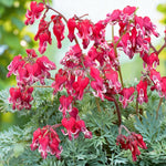 Dicentra Burning Hearts Bare Root  3