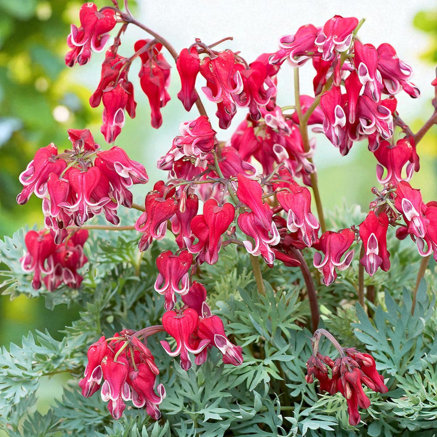 Dicentra Burning Hearts Bare Root  3