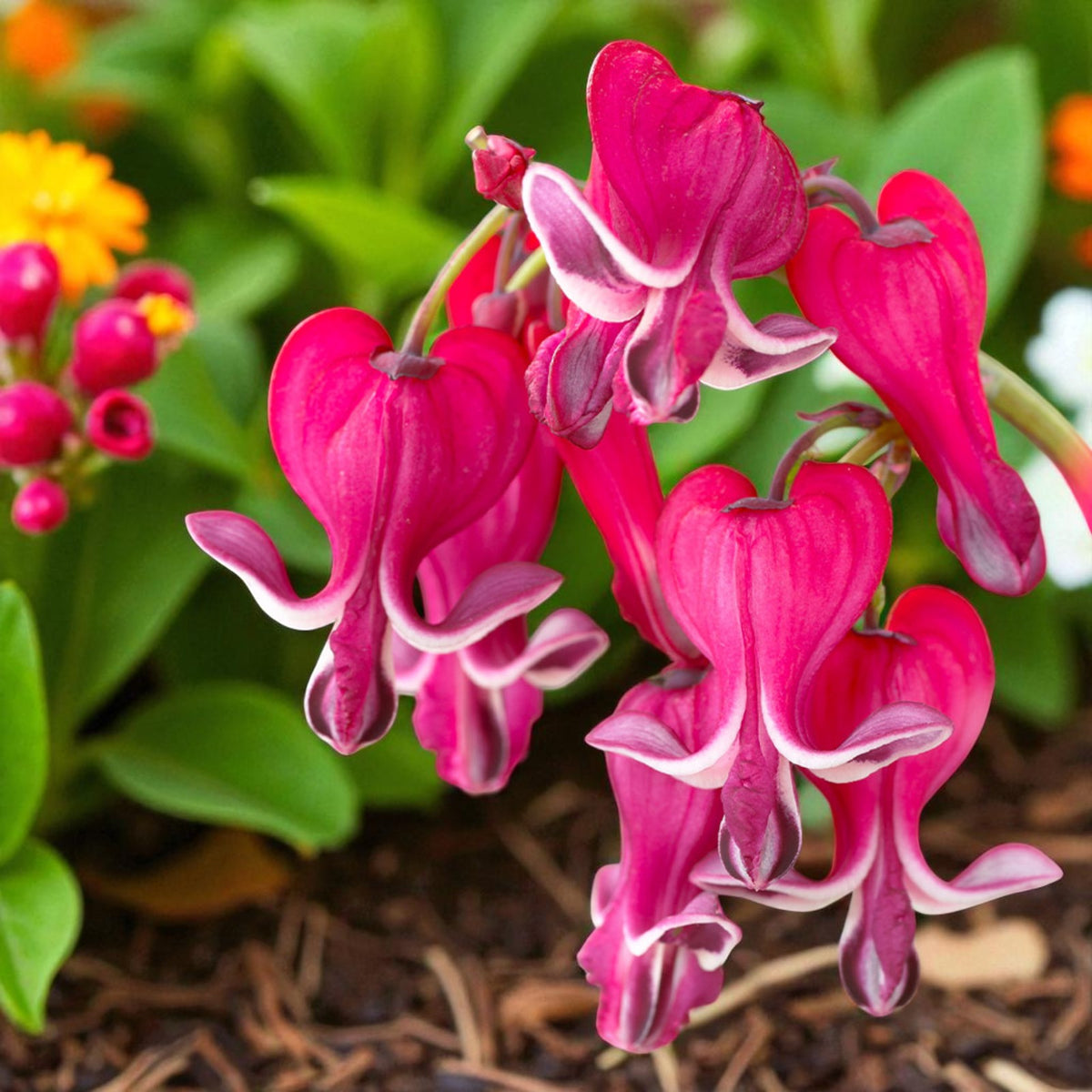 Dicentra Burning Hearts Bare Root  1