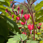 Dicentra Burning Hearts Bare Root  2