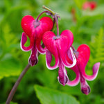 Dicentra Burning Hearts Bare Root  4