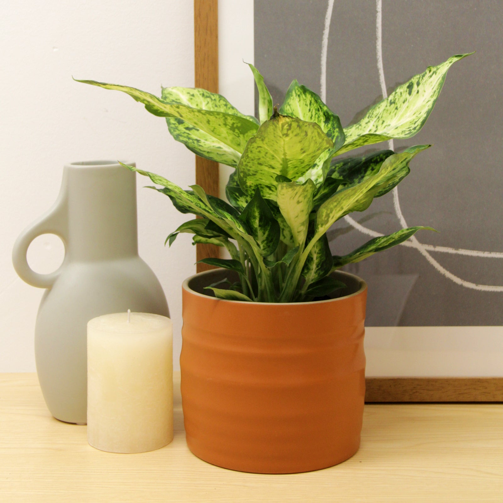 Dumb Cane Dieffenbachia Amy