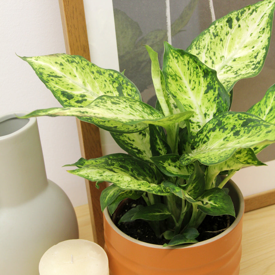 Dumb Cane Dieffenbachia Amy in 12cm Pot DIEFFENAMY12-diffenbachia amy indoor plant-3 4