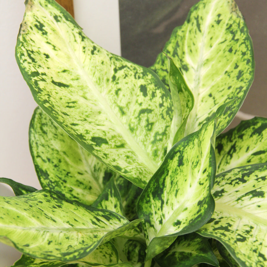 Dumb Cane Dieffenbachia Amy in 12cm Pot DIEFFENAMY12-diffenbachia amy indoor plant-4 3