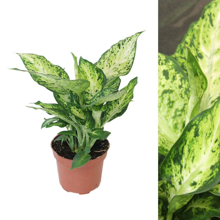 Dumb Cane Dieffenbachia Amy in 12cm Pot DIEFFENAMY12-diffenbachia amy indoor plant-5 2