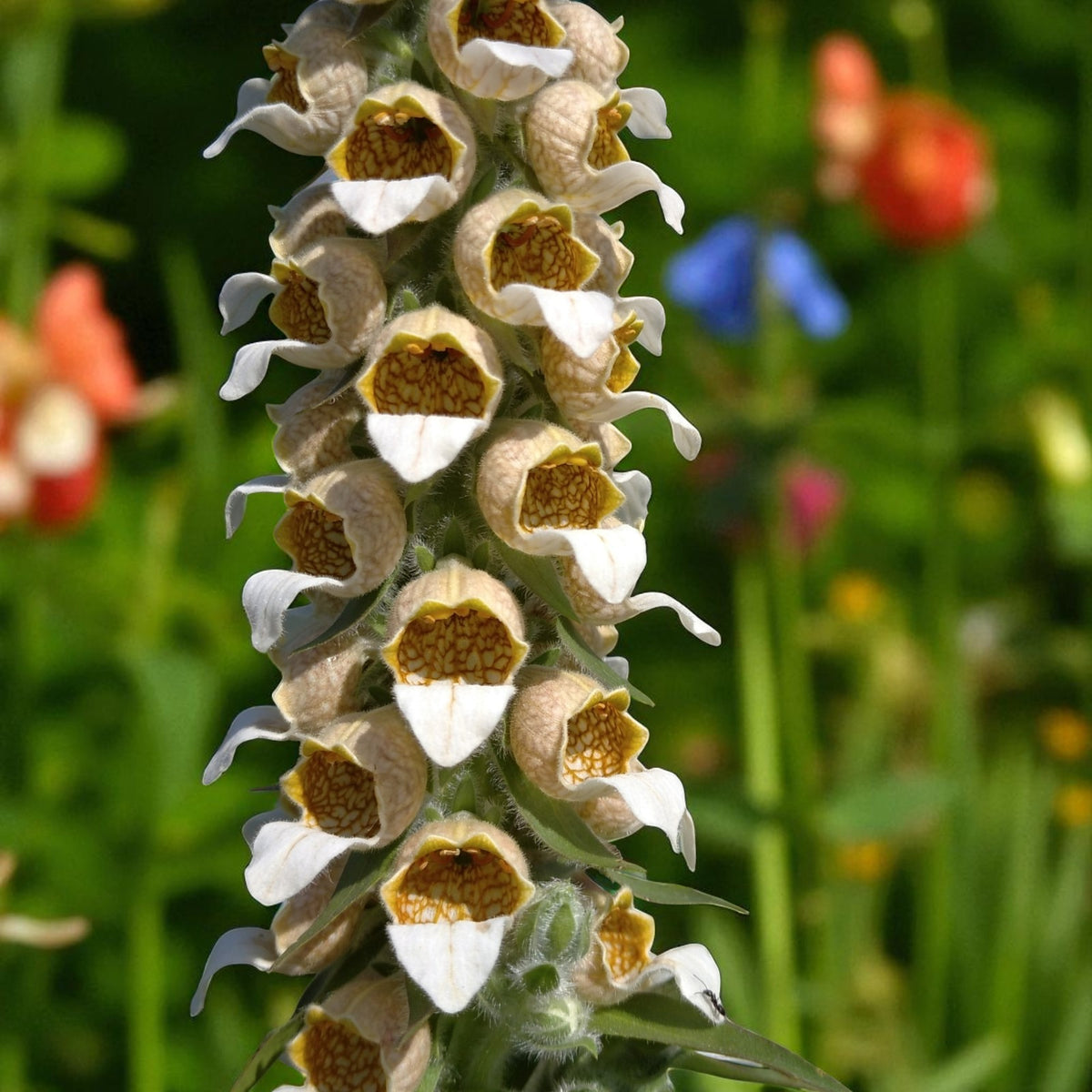 Digitalis Lanata Bare Root  3