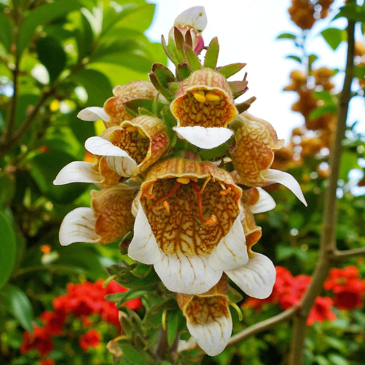 Digitalis Lanata Bare Root  4