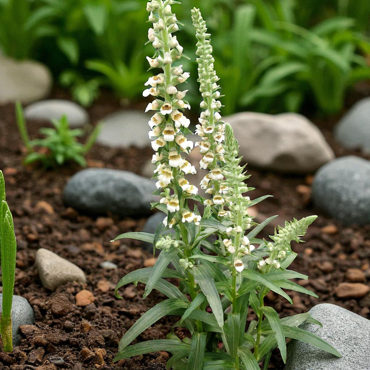 Digitalis Lanata Bare Root  2