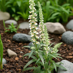 Digitalis Lanata Bare Root  2