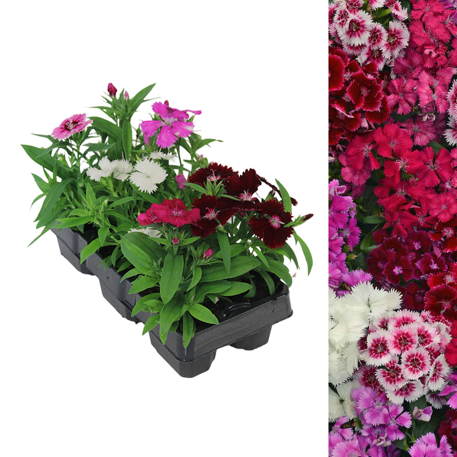 Dianthus Carnation Festival Mix DINTHSFESTMIX-1 1