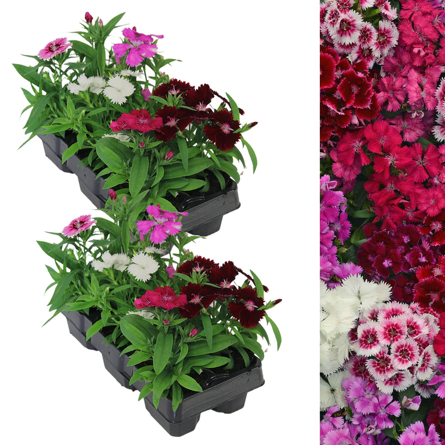 Dianthus Carnation Festival Mix DINTHSFESTMIX-2 9