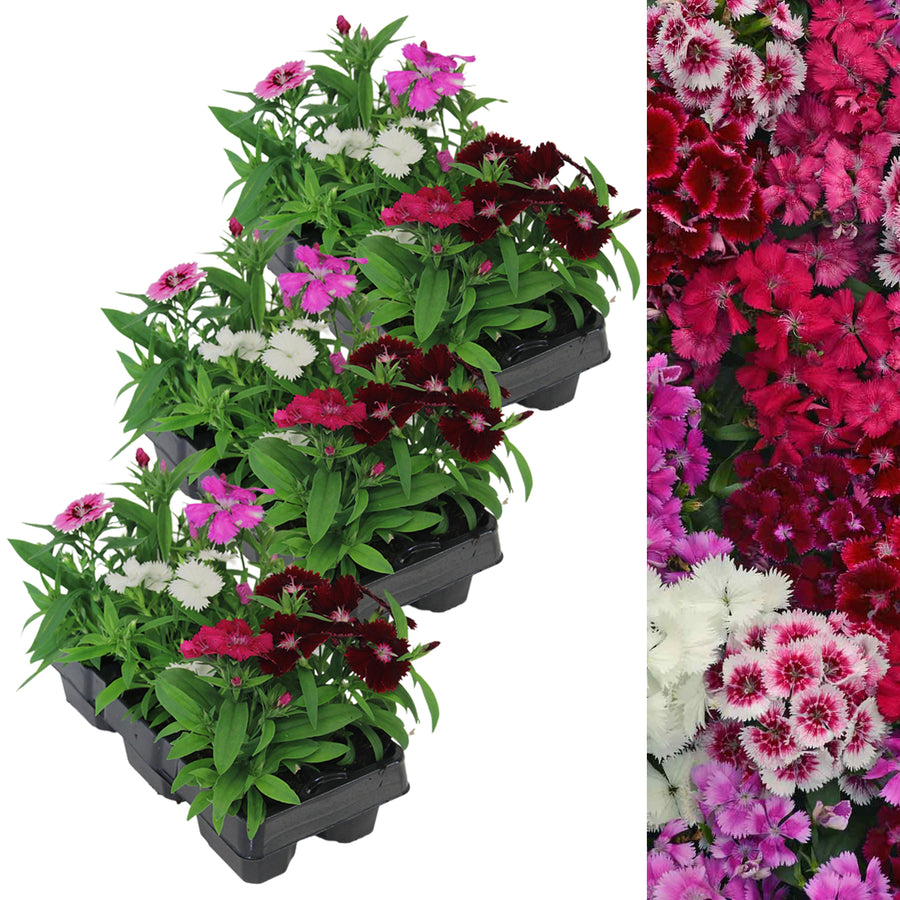 Dianthus Carnation Festival Mix DINTHSFESTMIX-3 10