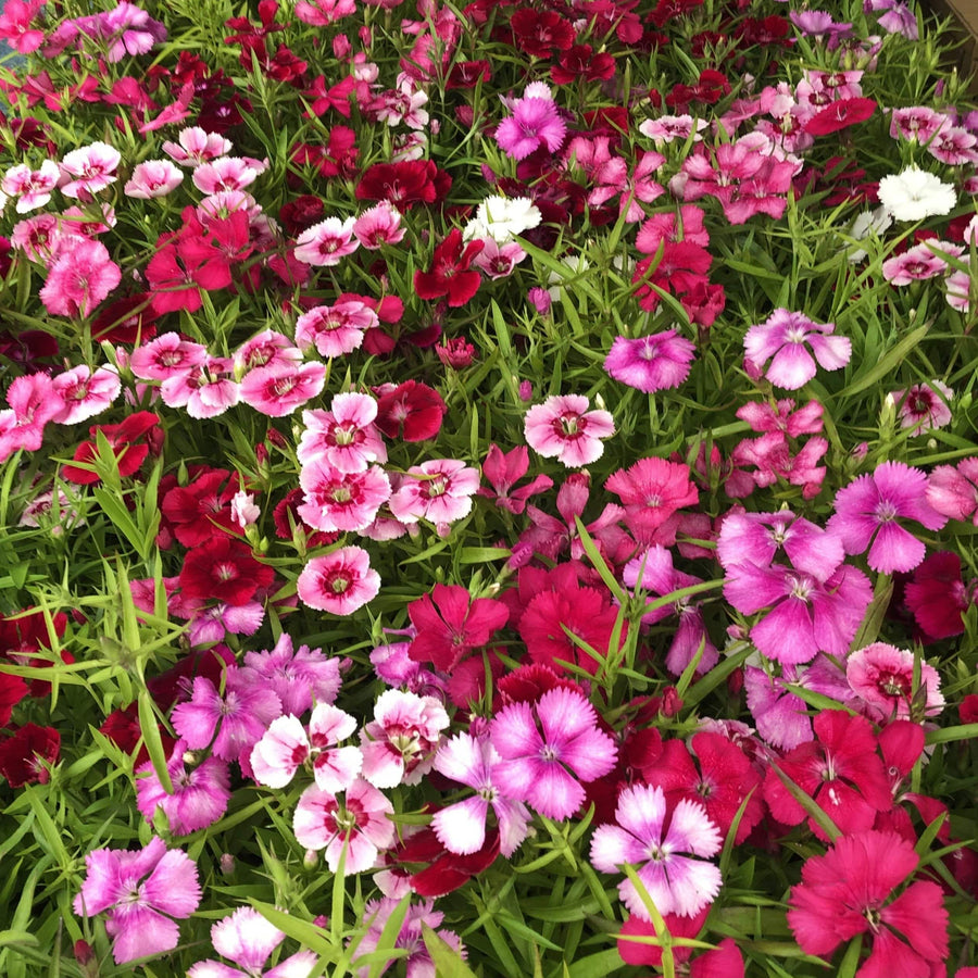 Dianthus Carnation Festival Mix DINTHSFESTMIX-image2 3