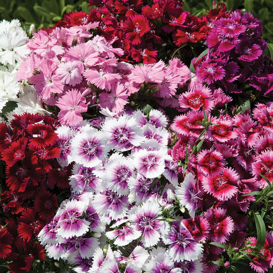 Dianthus Carnation Festival Mix DINTHSFESTMIX-image3 5