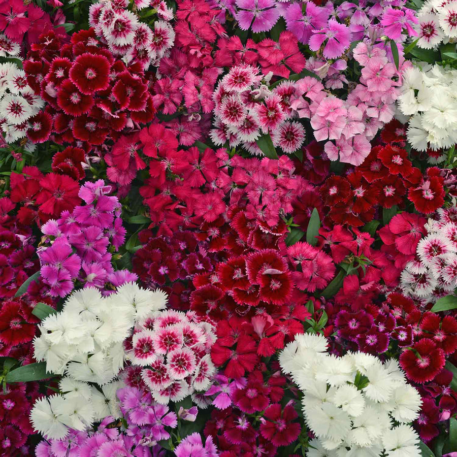 Dianthus Carnation Festival Mix DINTHSFESTMIX-image4 6