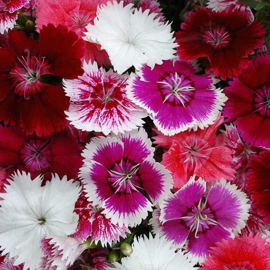 Dianthus Carnation Festival Mix DINTHSFESTMIX-image5 7