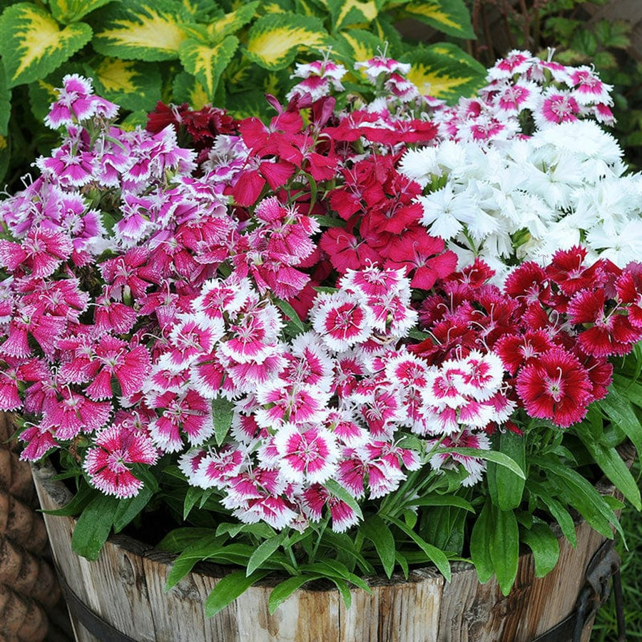 Dianthus Carnation Festival Mix DINTHSFESTMIX-image6 8