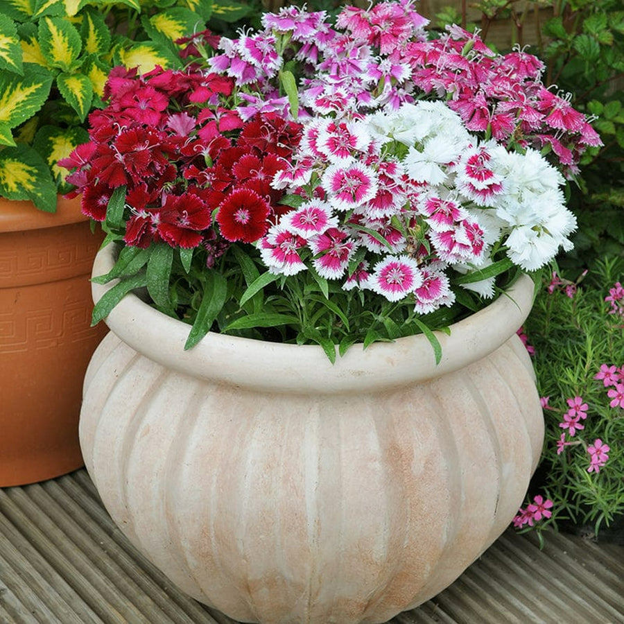 Dianthus Carnation Festival Mix DINTHSFESTMIX-image7 4