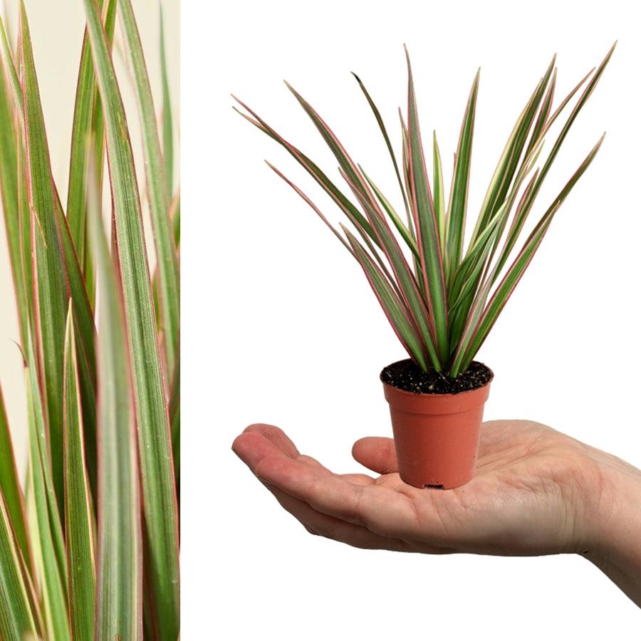 Dracaena Bicolour Plant dracaena bicolour dragon tree mini Indoor in terracotta coloured pot sitting on hand on white background 2