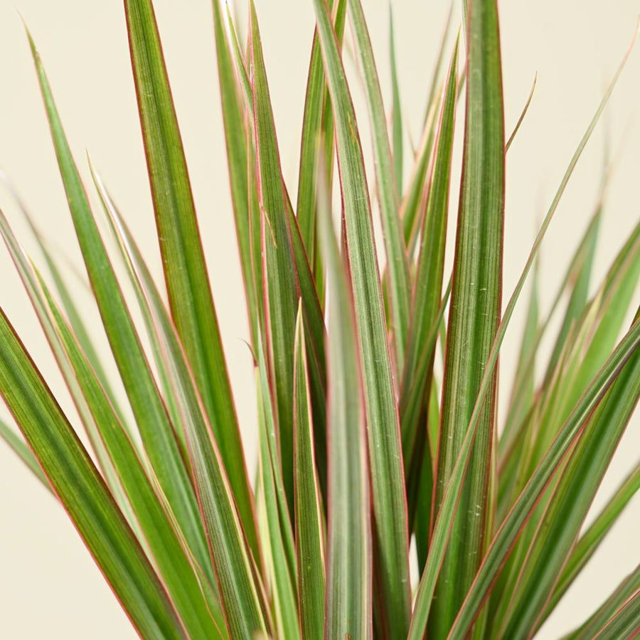 Dracaena Bicolour Plant close up of dracaena bicolour dragon tree leaves 1