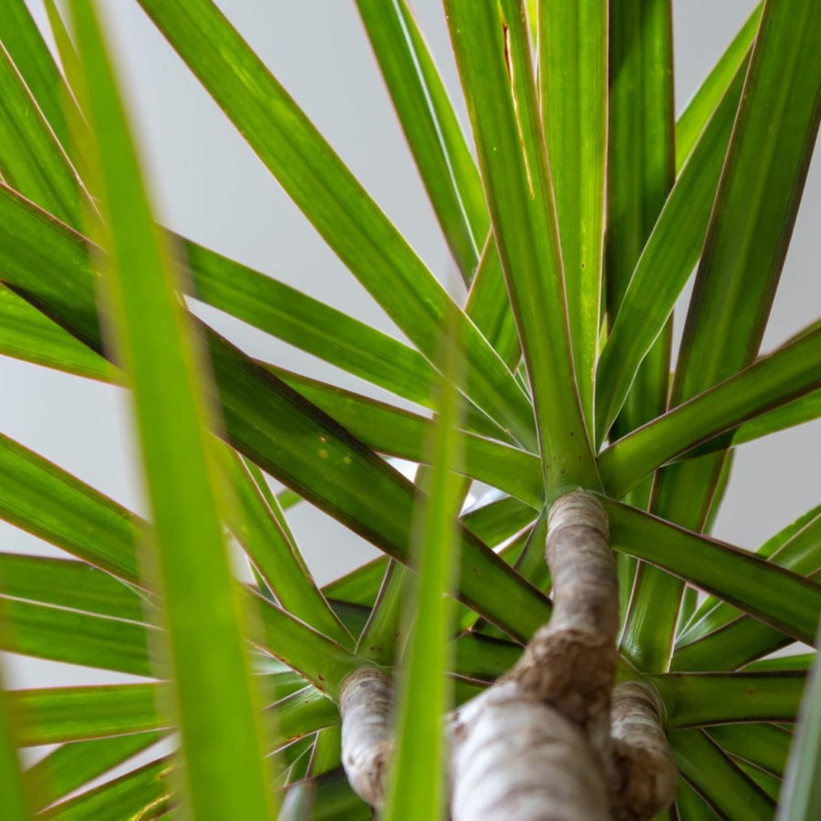 Dracaena Bicolour Plant close up of dracaena bicolour dragon tree leaves 3