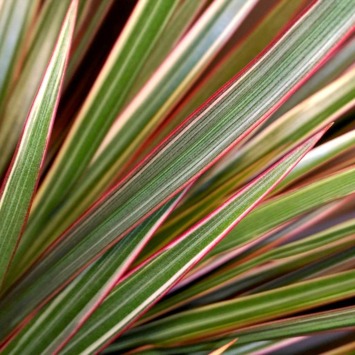 Dracaena Bicolour Plant in 6cm Pot close up of dracaena bicolour dragon tree leaves 4