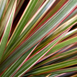 Dracaena Bicolour Plant in 6cm Pot close up of dracaena bicolour dragon tree leaves 4