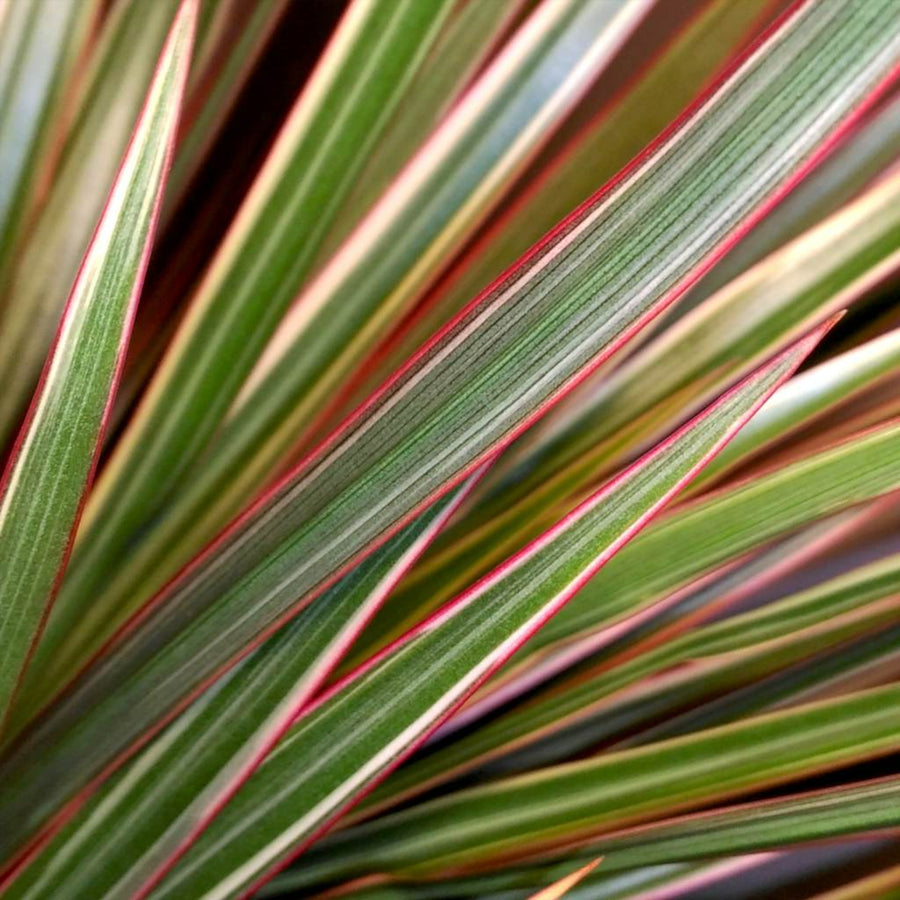 Dracaena Bicolour Plant close up of dracaena bicolour dragon tree leaves 4