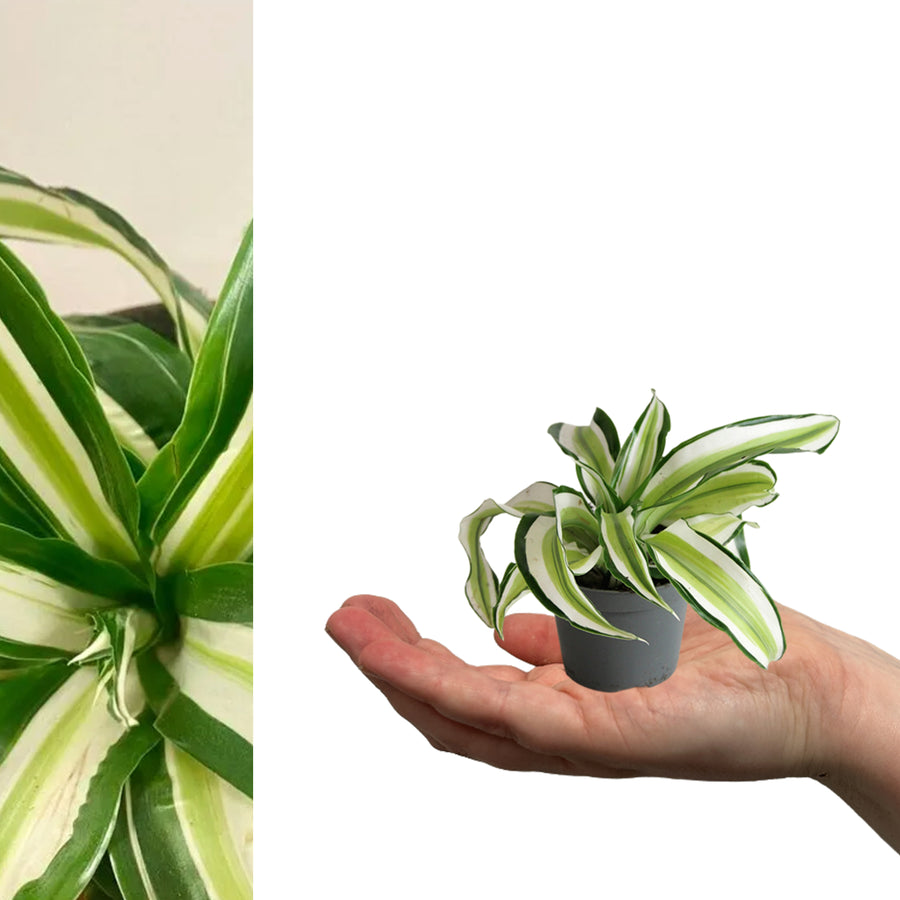 Malaika Plant dracaena malaika dragon tree mini Indoor in grey pot sitting on hand on white background 2