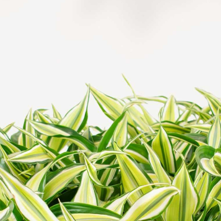 Malaika Plant group of dracaena malaika dragon tree plants 1