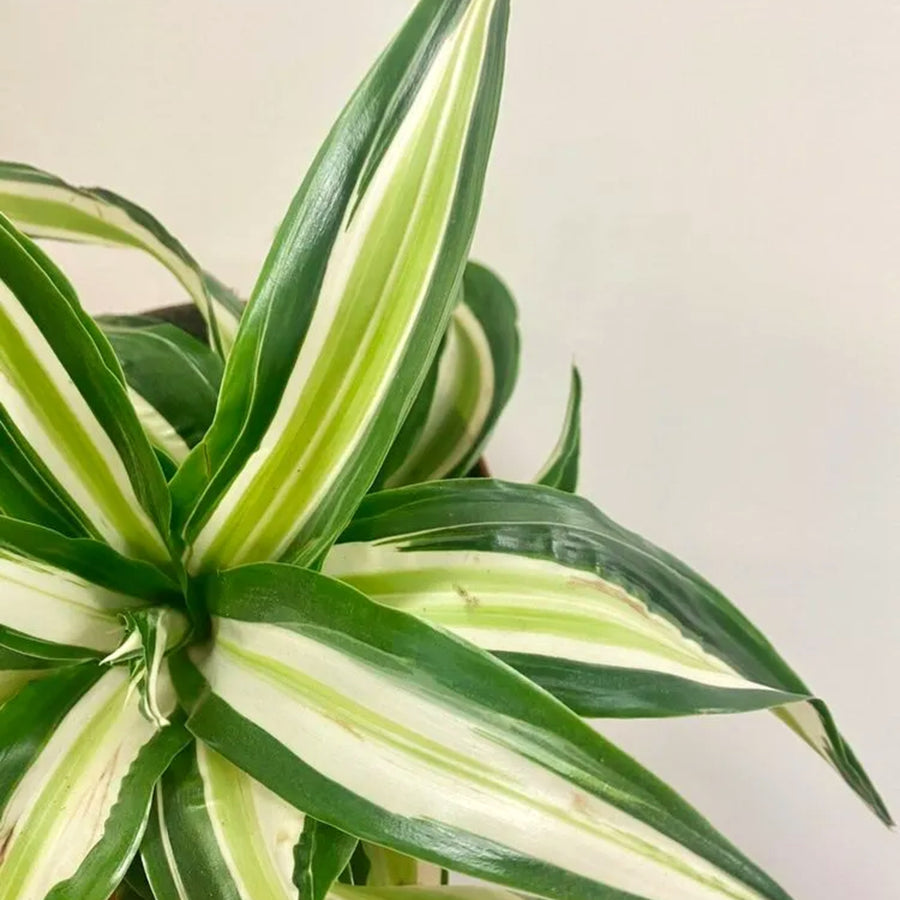 Malaika Plant close up of single dracaena malaika dragon tree plant 3