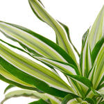 Dracaena Malaika Plant close up of single dracaena malaika dragon tree plant 4