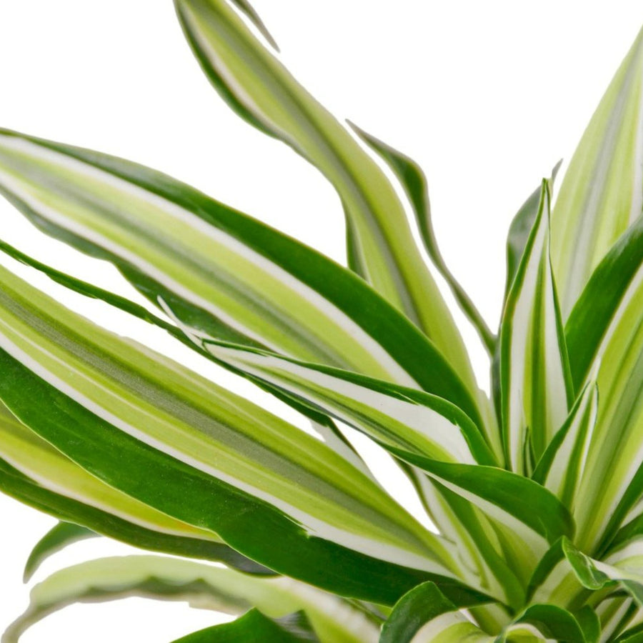 Malaika Plant close up of single dracaena malaika dragon tree plant 4