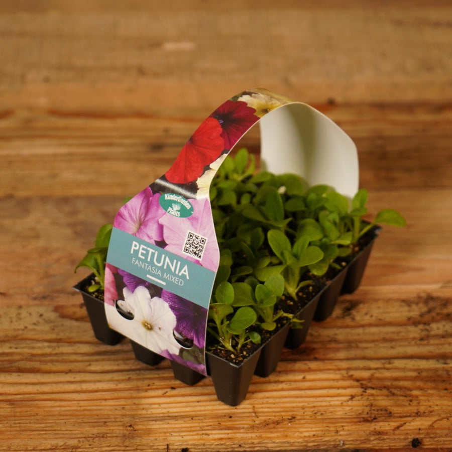 Plug Plants - Petunia Fantasia Mix  2