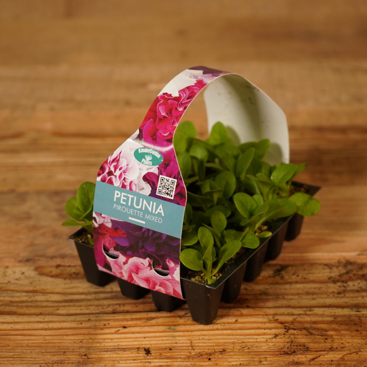 Plug Plants - Petunia Pirouette Mix  2
