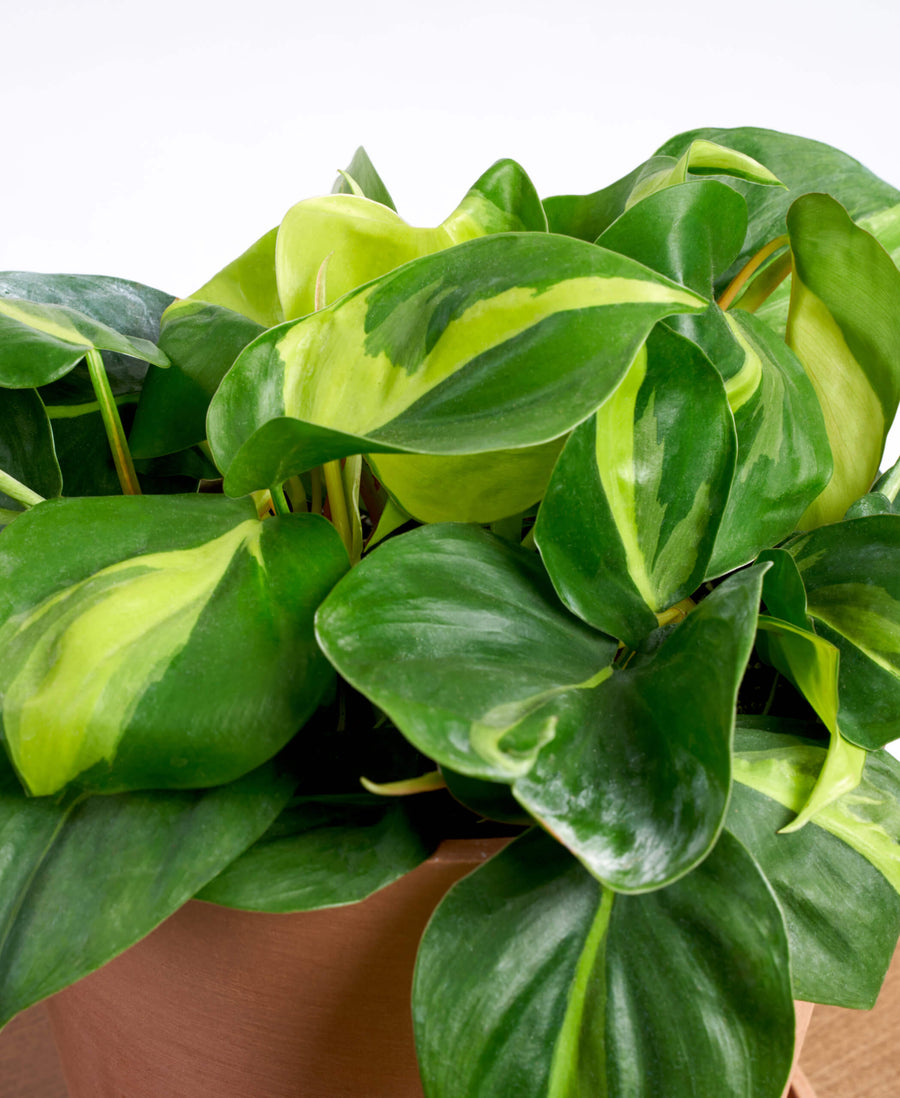 Philodendron Scandens Brasil Hanging Plant DSC00023_1-scaled 4